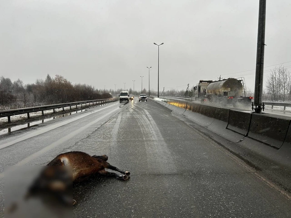 Фото: Госавтоинспекция Пермского края