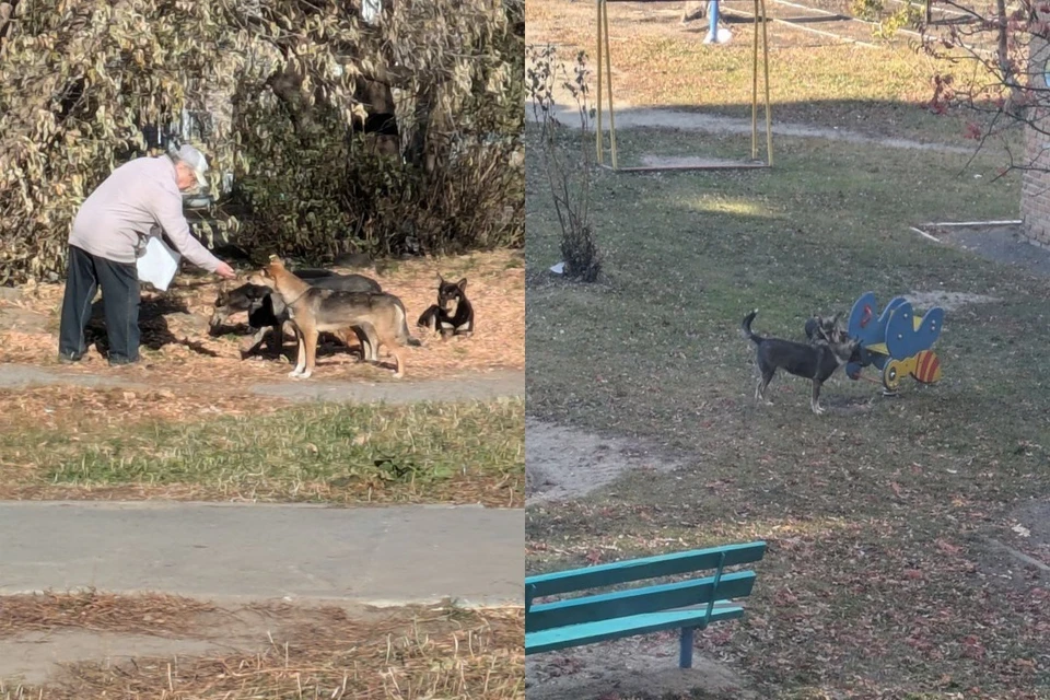 Собак пенсионерка подкармливает с самого лета. Фото: Предоставлено Татьяной