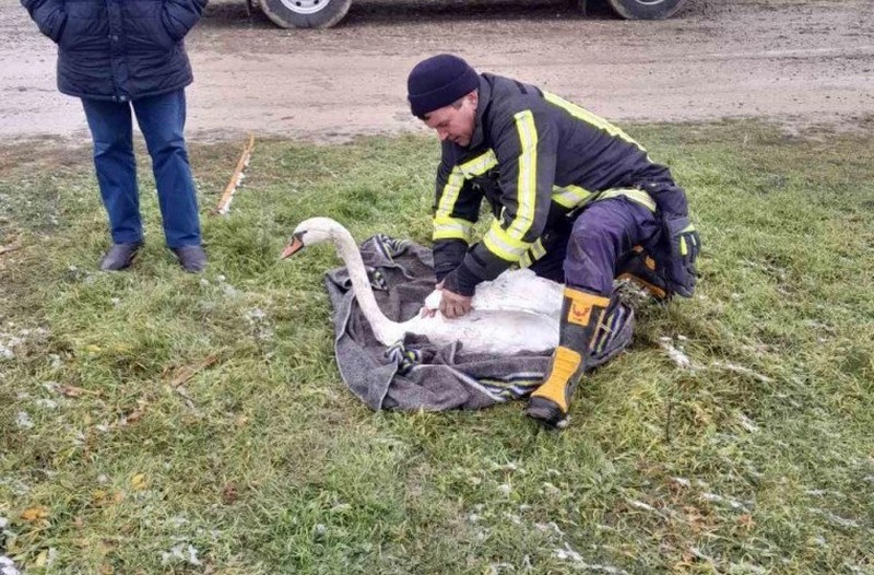 В Теленештском районе спасли лебедя.