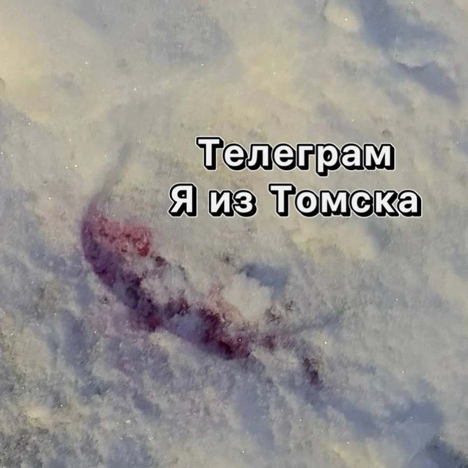 Фото: телеграм-канал "Я из Томска"