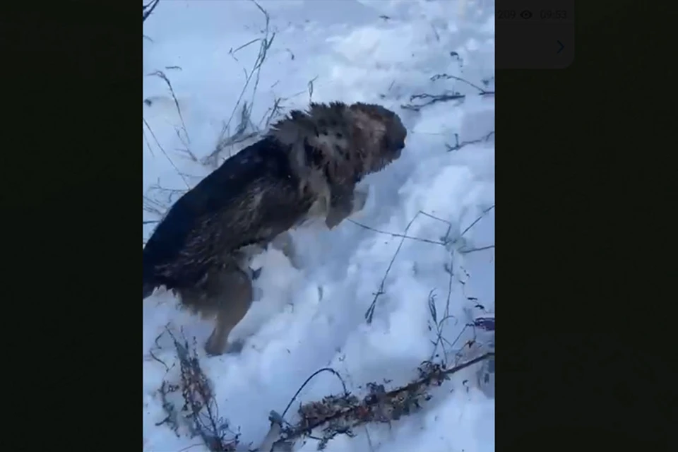 Пострадавший пес. Скриншот видео Управления Алтайского края по делам ГОСЧ и ПБ.