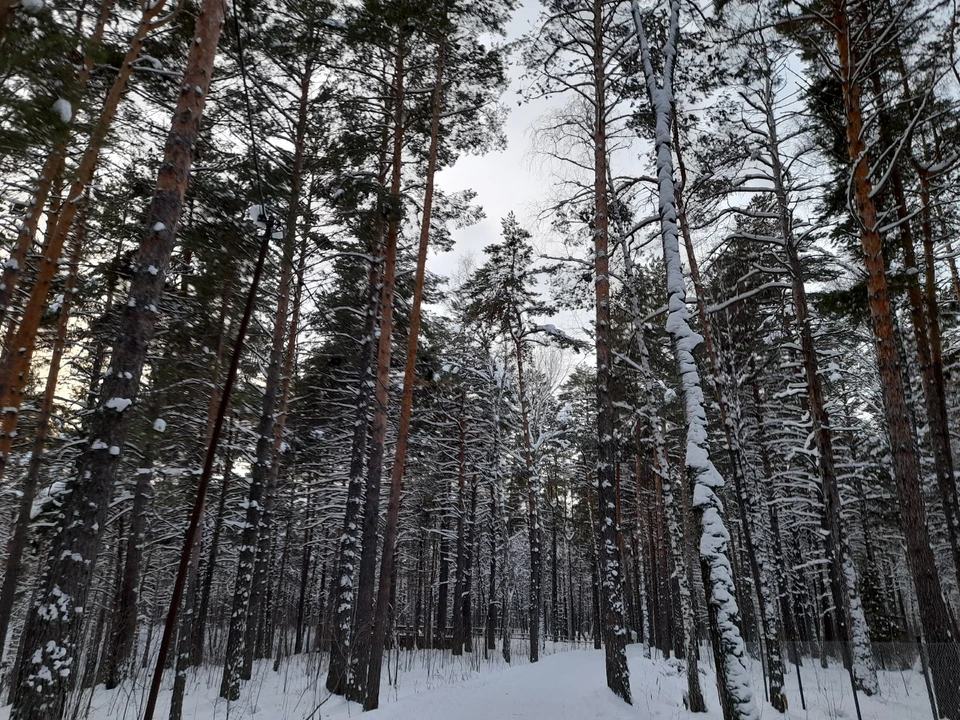 Погода в Югре на 7 декабря