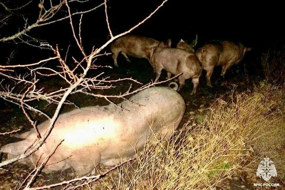 Из огня были спасены 13 свиней и восемь поросят. ФОТО: МЧС России