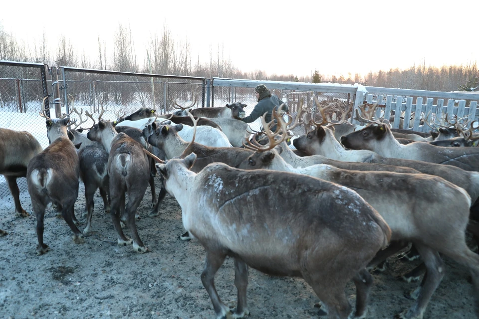 Фото: Олег Попов