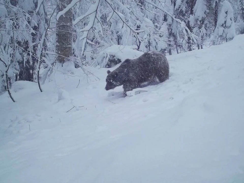Медведи редко обходят стороной ловушки. Фото: t.me/kavkazzapoved
