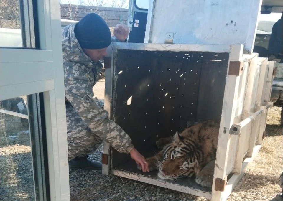 Краснокнижного хищника могут выпустить в отдаленные малонаселенные районы Приморья. Фото: Минприроды Приморья