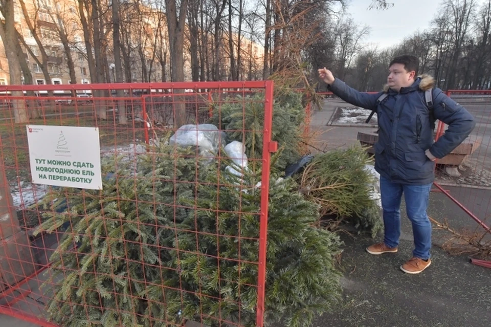 Новогодние елки принимают на переработку в разных городах.