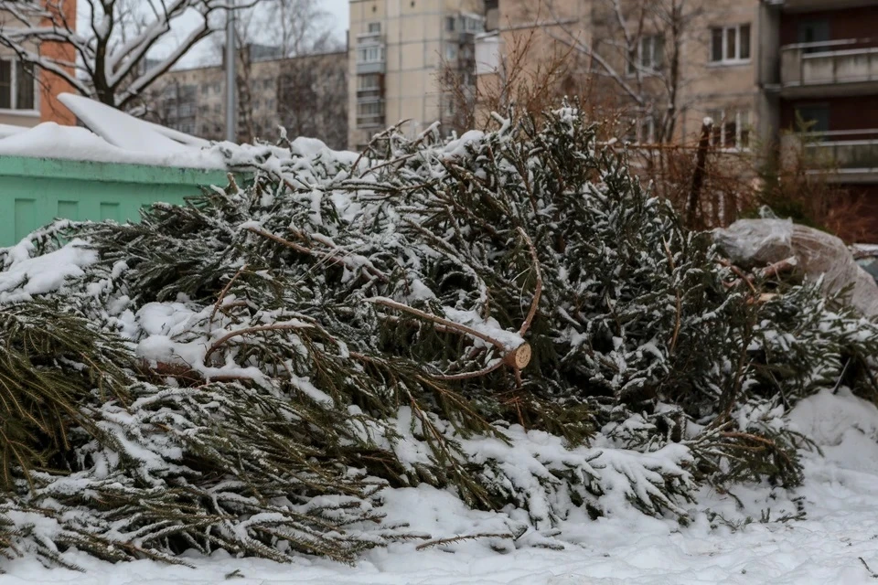 В 2024 году жители сдали более 700 елок