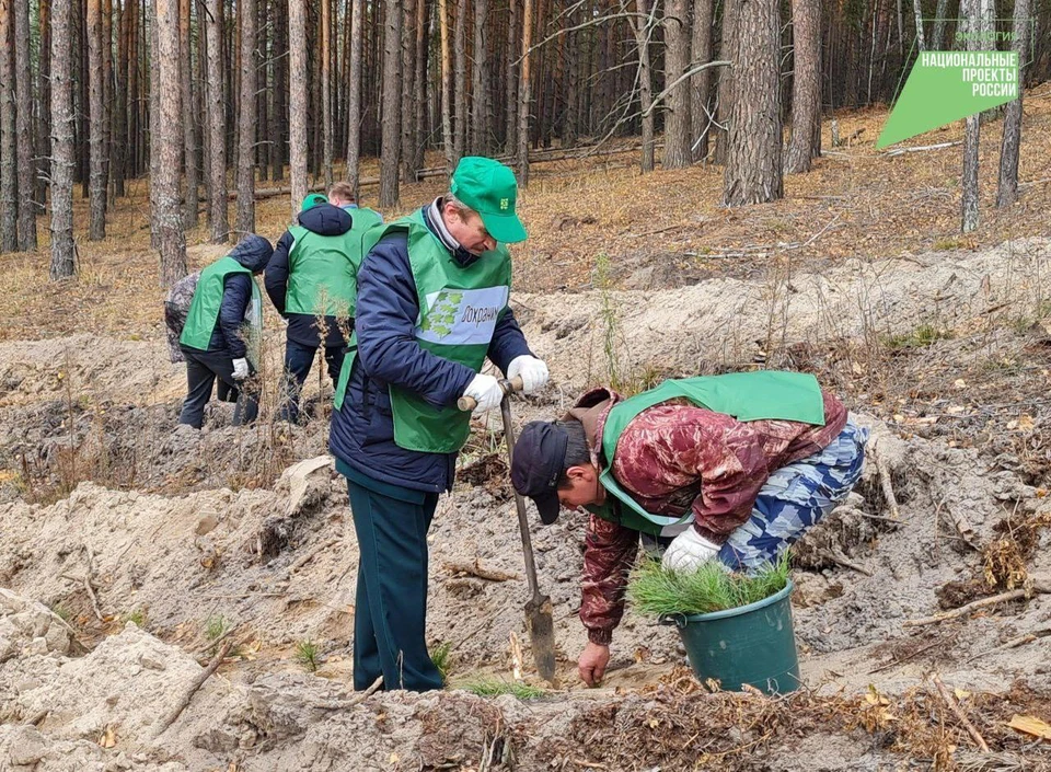 Площадь лесовосстановления в Ульяновской области составила 193% при плане 100%. Фото телеграм-канал Пул 73