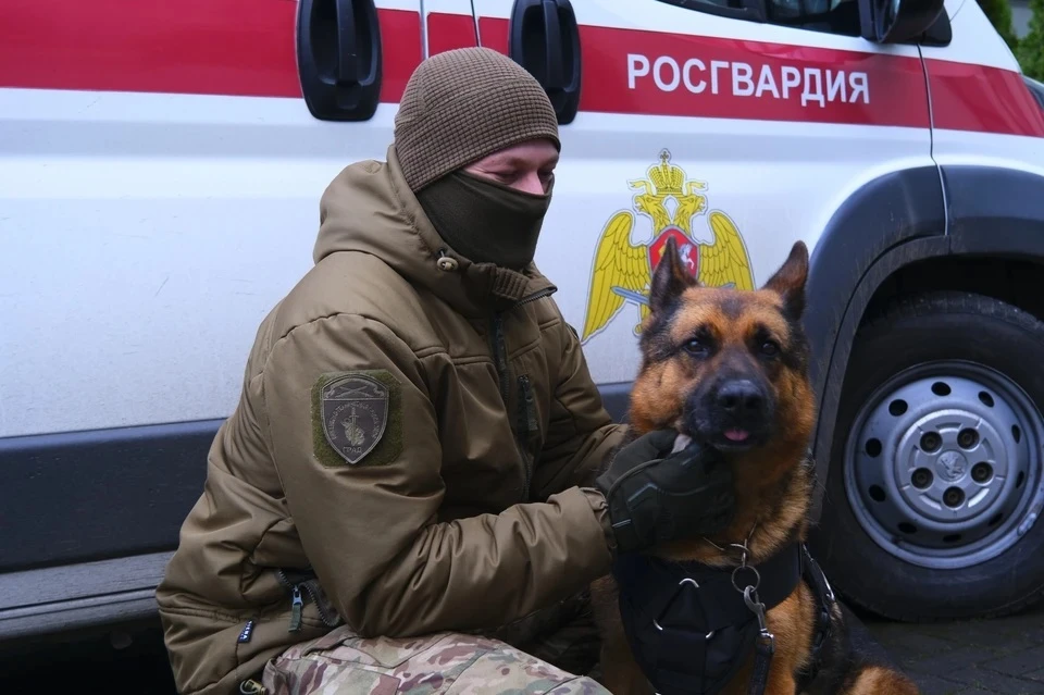 Овчарку из Росгвардии номинировали на «Лохматый Оскар»: какие подвиги совершила собака за годы службы Фото: пресс-служба Управления Росгвардии по Калининградской области