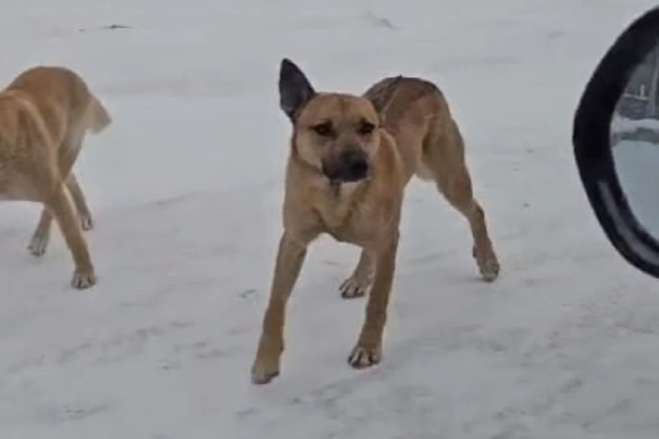 Появилось видео стаи псов в Новосибирске на Малыгина, где насмерть загрызли женщину. Фото: кадр из видео, предоставленного активистами.