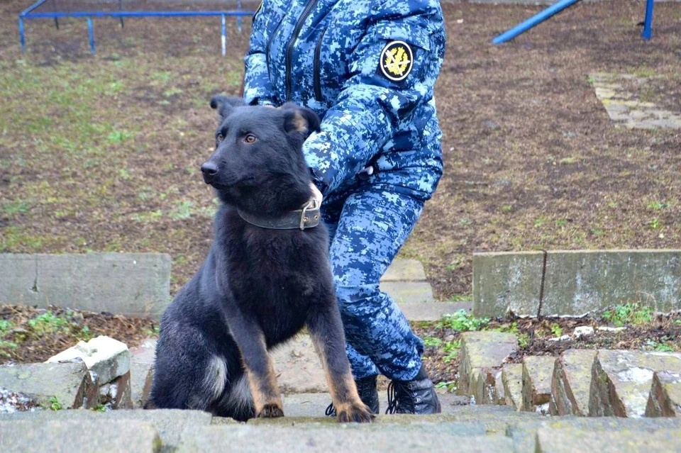 Собаки уже прошли начальные курсы по общей дрессировке. Фото: ГУФСИН России по ДНР