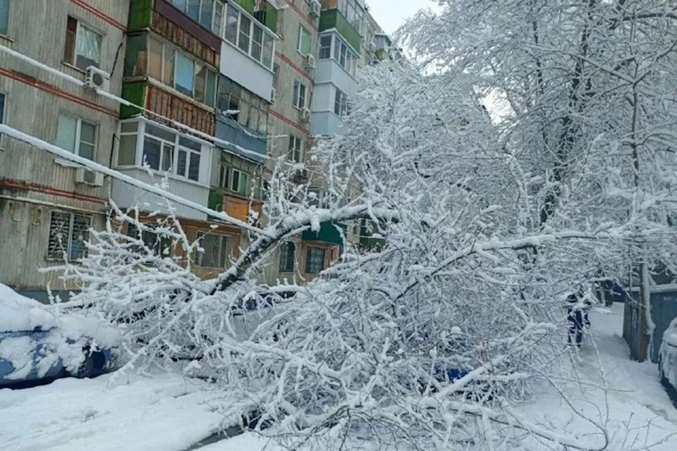 На улице Добровольского дерево упало на три автомобиля. Фото: Мария Ковалева