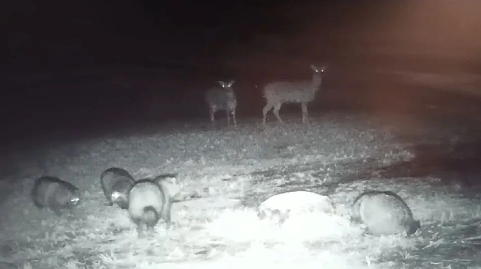 Фото: Скриншот видео заказника "Центральный"