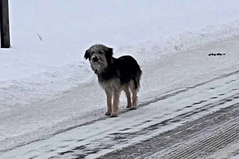 Собака сбежала из приюта в Светогорске и несколько месяцев скиталась по лесам Финляндии. Фото: приют Tassutarha