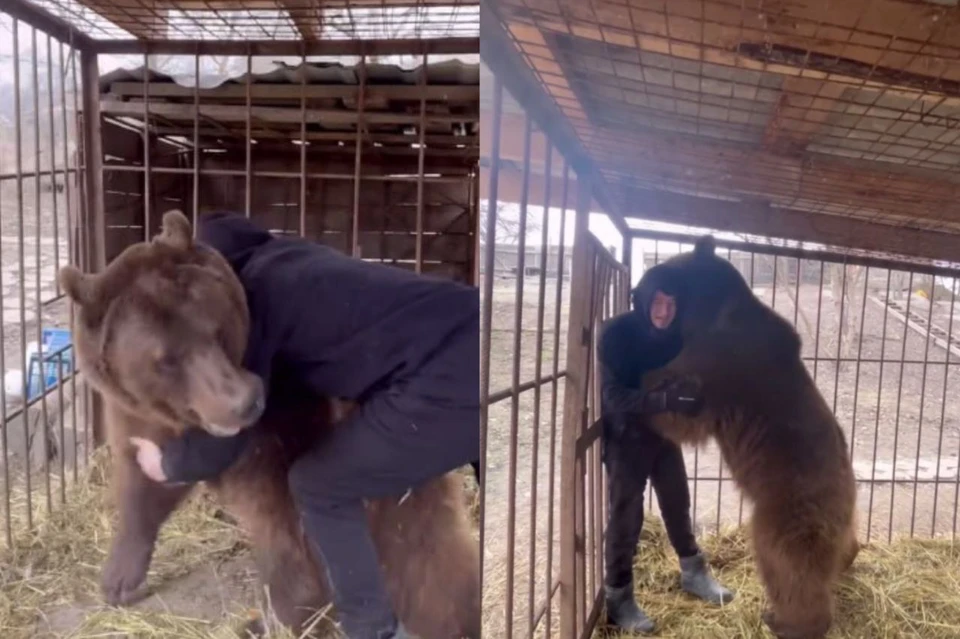 Парень из Чечни спас медвежонка от смерти и вырастил его в конюшне. Фото: стоп-кадр видео из соцсетей героя публикации