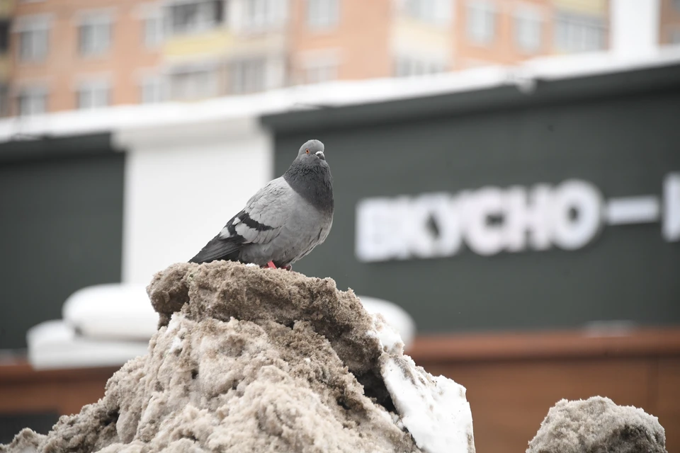 Важно не допускать контакта домашних птиц с дикими.