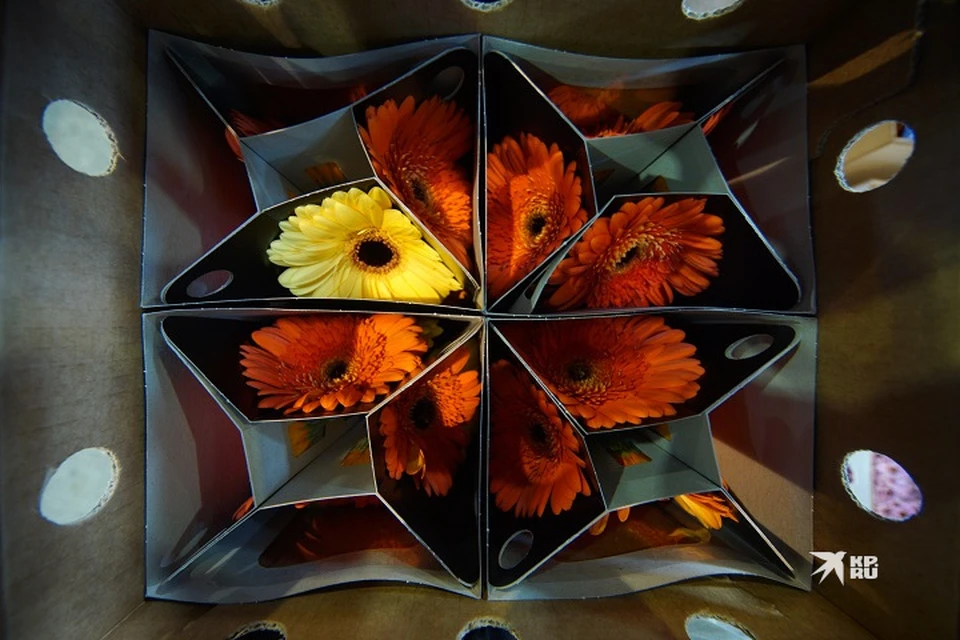 На Урал привезли 270 тонн импортных цветов перед 8 марта