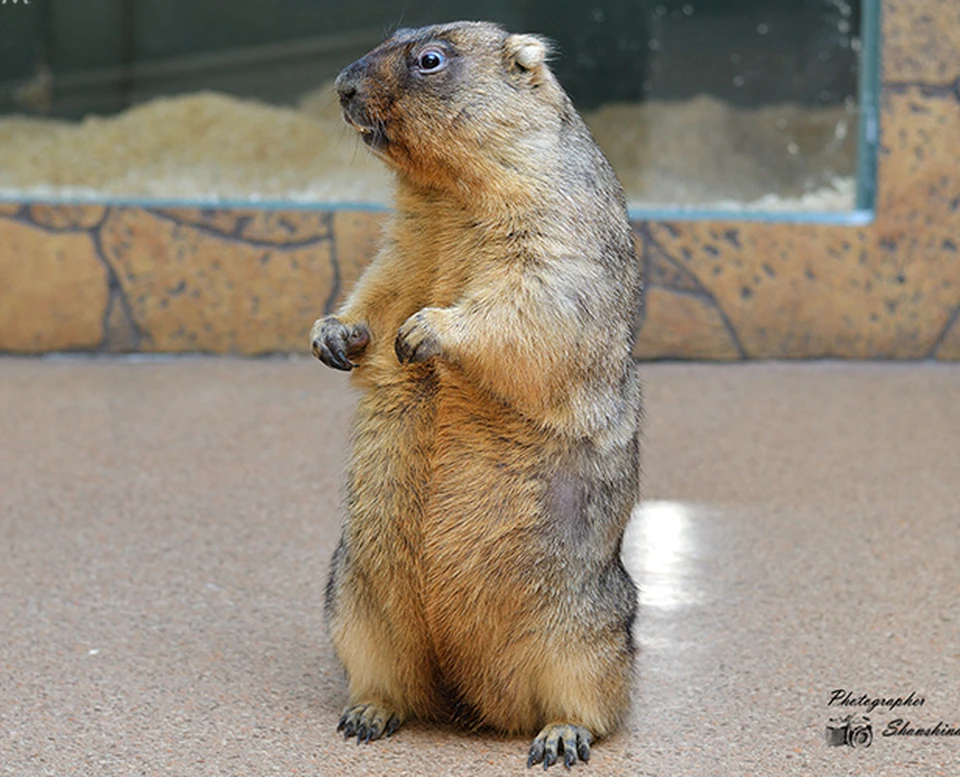 В Тульской области обнаружены байбаки. Фото: Тульский экзотариум.