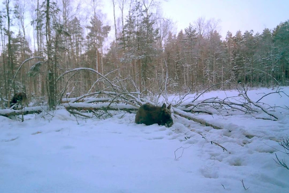 Лось ел лежа около получаса. Фото: t.me/kazdoytvaripopare