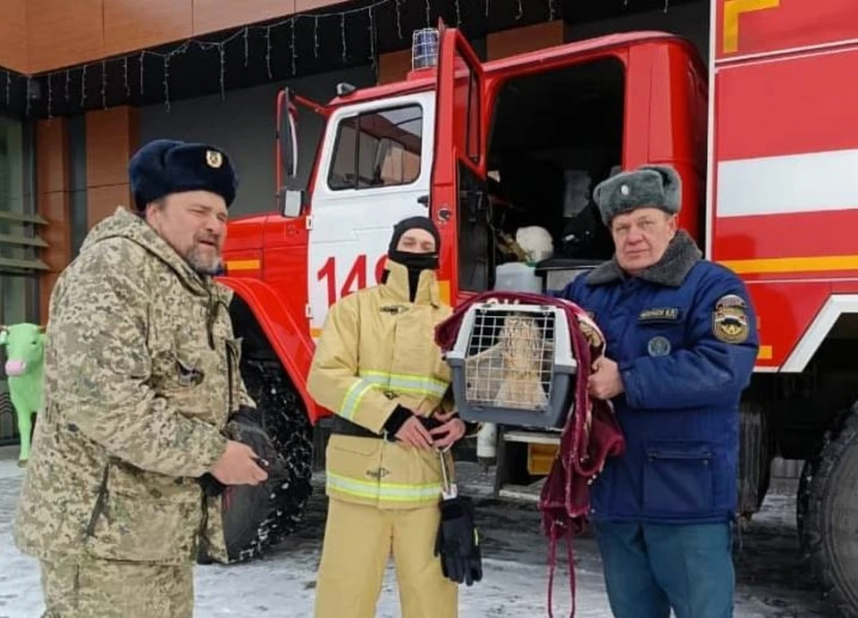 С помощью лестницы пожарные-спасатели вызволили птицу и передали ее лесникам. Фото: ГКУ СО «Центр по делам ГО, ПБ и ЧС»