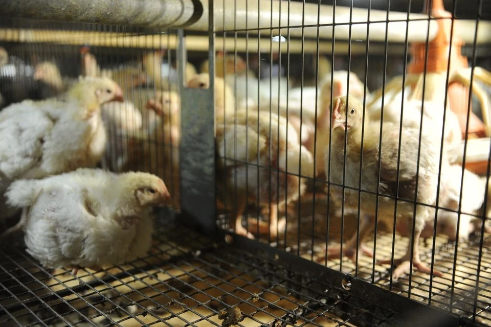 В начале 2025 года новосибирские производители поставили в КНР субпродукты птицы и пухо-перьевую смесь