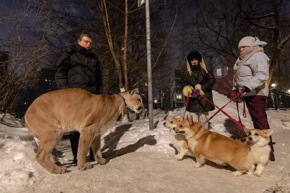 Сергей Татаринцев и его питомец пума Геркулес на прогулке.