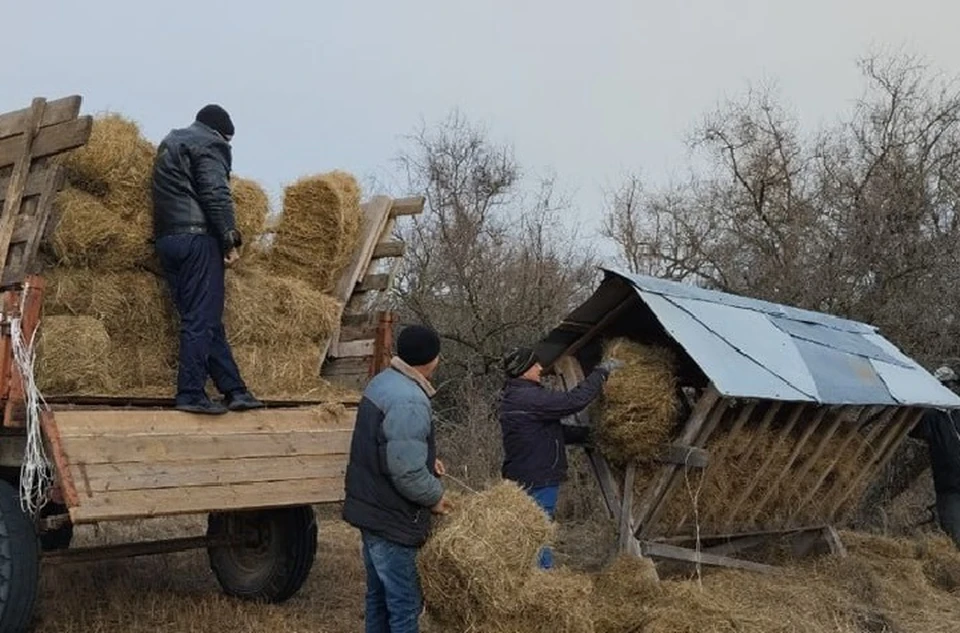 В Азово-Сивашском национальном парке в Херсонской области ведутся биотехнические работы по подкормке копытных животных. ФОТО: минприроды ХО