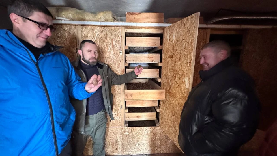 Сбор шишек - важное занятие для сохранения леса. ФОТО: Министерство природных ресурсов, экологии и рыболовства Херсонской области.