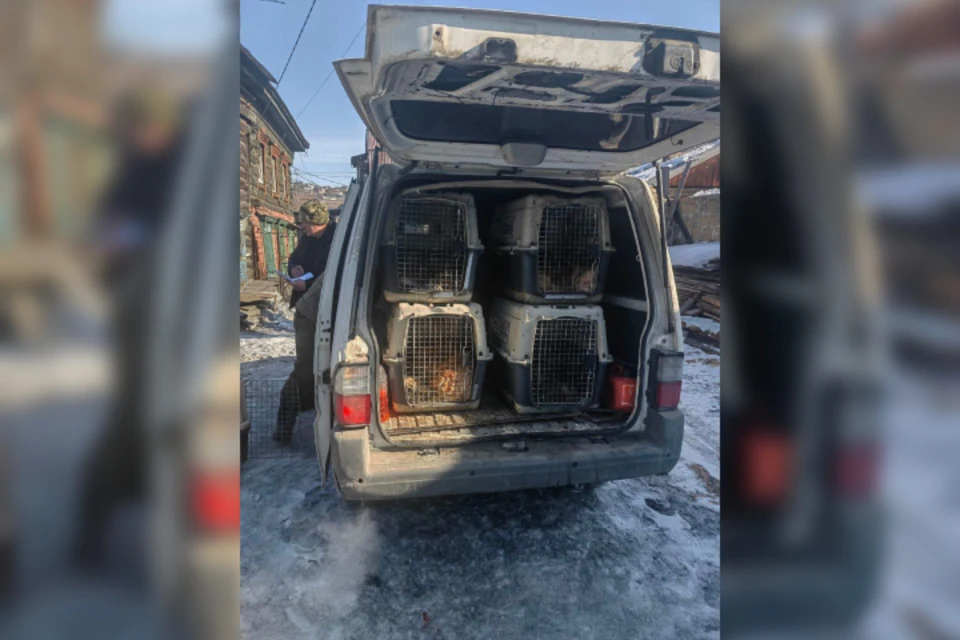 В Иркутске суд заставил мужчину отдать 18 собак в приют. Фото: ГУФССП России по Иркутской области.