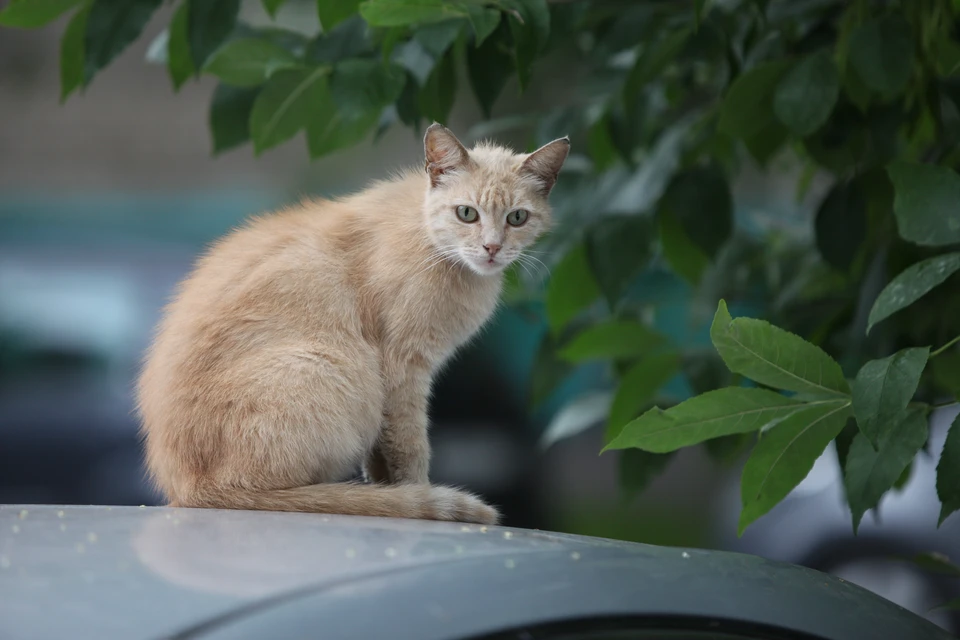 Мужчина избил кошку при детях.