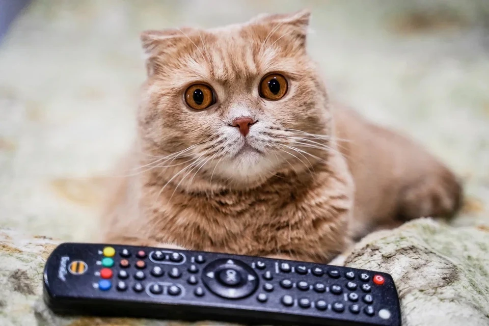 Многие самарцы любят сериалы