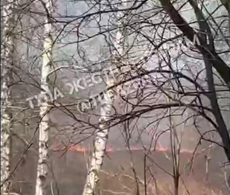 Поле возле кладбища загорелось в Щекинском районе Тульской области. Фото: "Тула Жесть".