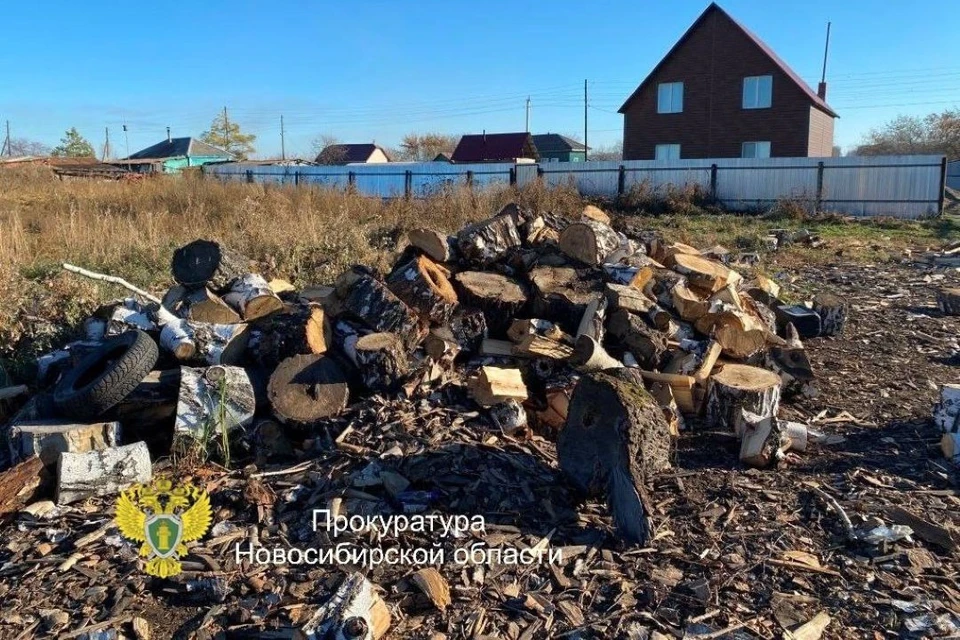 35-летний житель Усть-Тарки уничтожил 8 берез в защитном лесу, причинив ущерб на сумму более 150 тыс. рублей. Фото: прокуратура Новосибирской области.