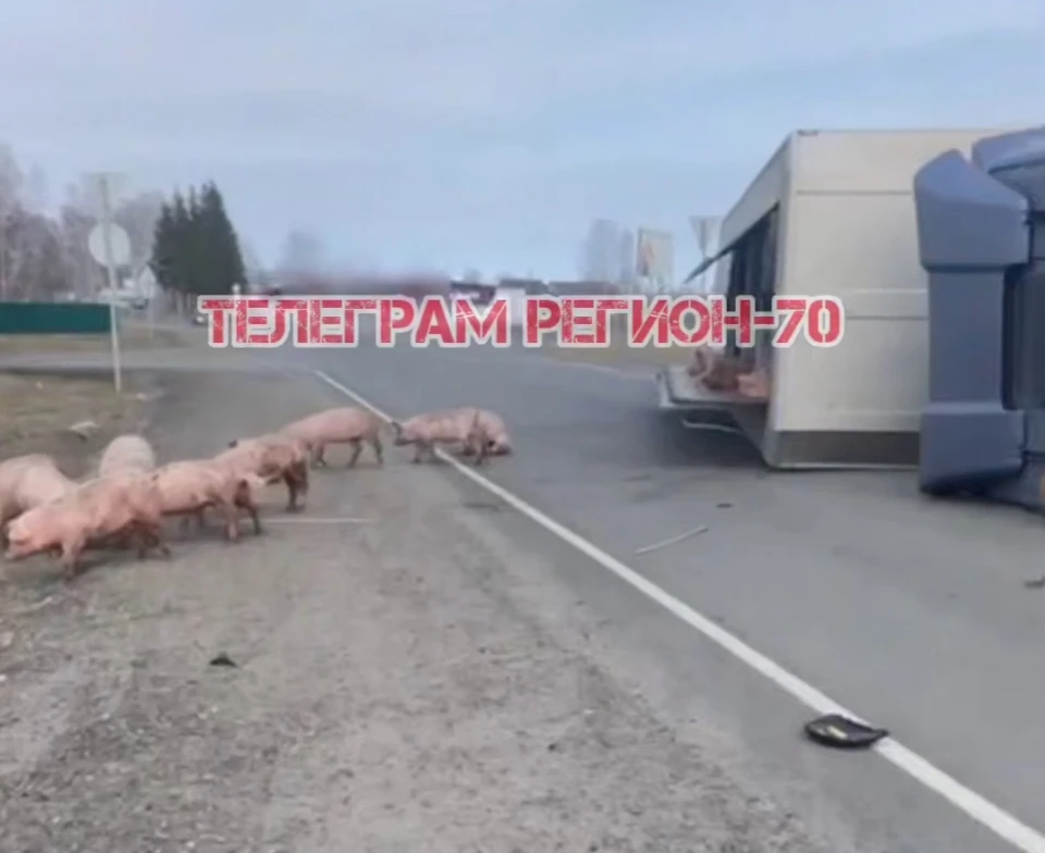 Фото: Телеграм-канал «Регион-70»