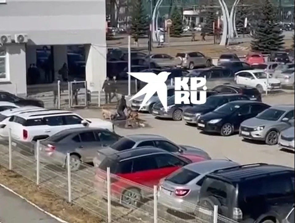 Собак удалось отогнать с помощью огнетушителя. Видео предоставлено падчерицей пострадавшего.