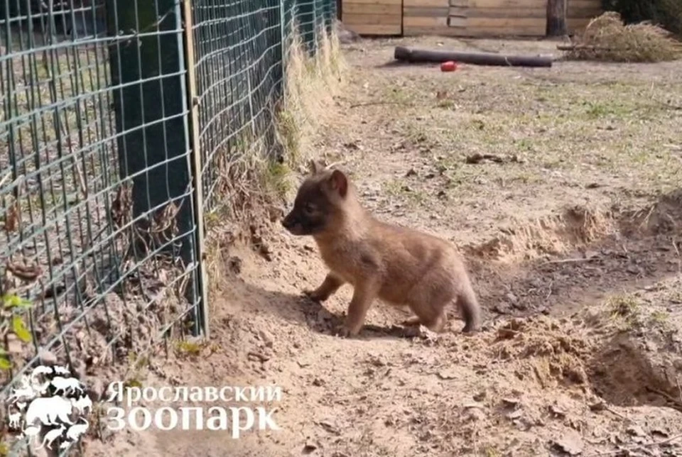 Волчата пока живут в Парке копытных. ФОТО: Ярославский зоопарк