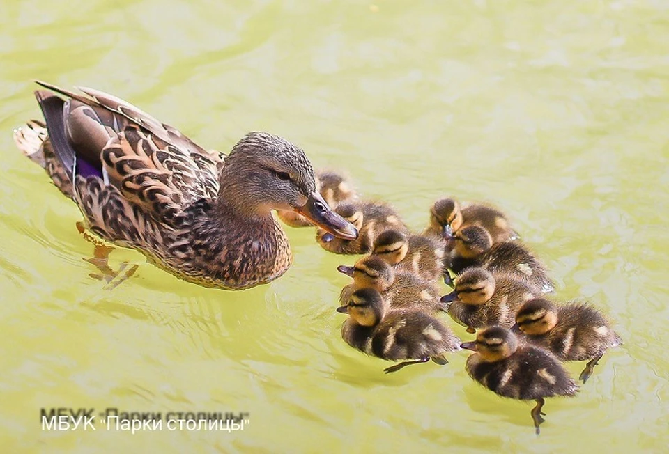 Мама утка с малышами в симферопольском парке. Фото: МБУК "Парки столицы"