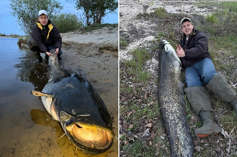 Рыболов из Мозыря поймал на Припяти двухметрового сома-монстра. Фото: с сайта fishingby.com.