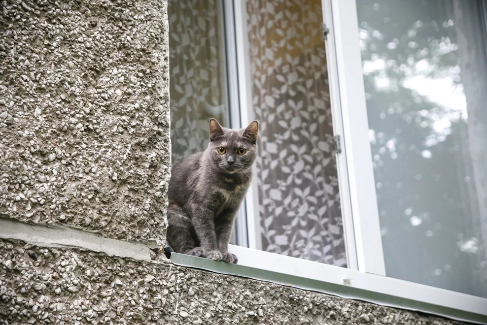 Жителя Сосновоборска задержали за мошенничество с окнами