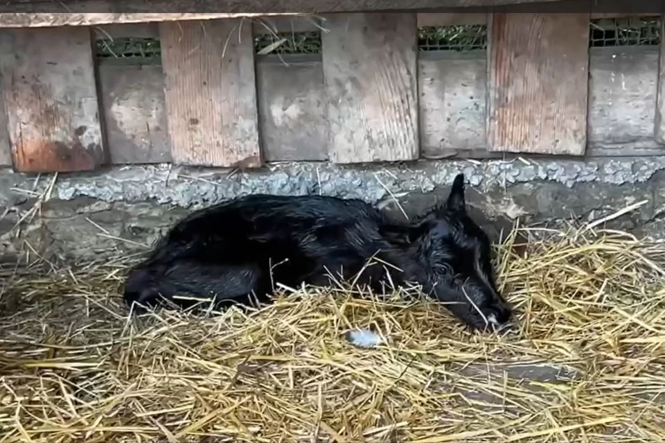 Малышке всего 10 дней. Фото: кадр видео челябинского зоопарка.