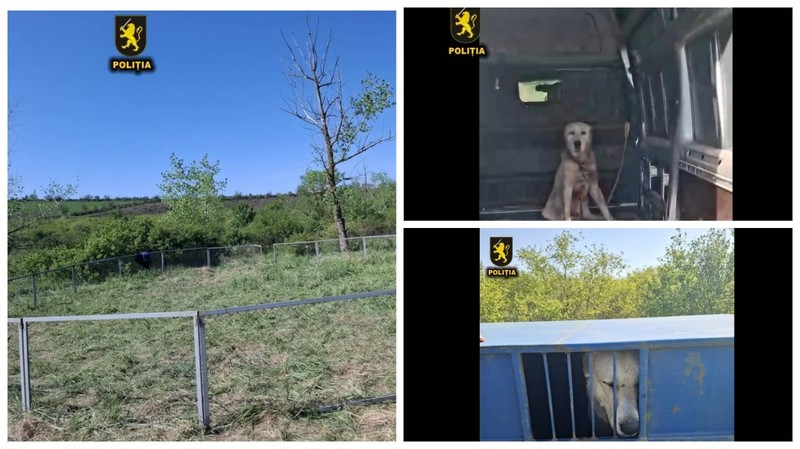 Под Чимишлией полиция прервала жестокие собачьи бои. Фото:коллаж КП