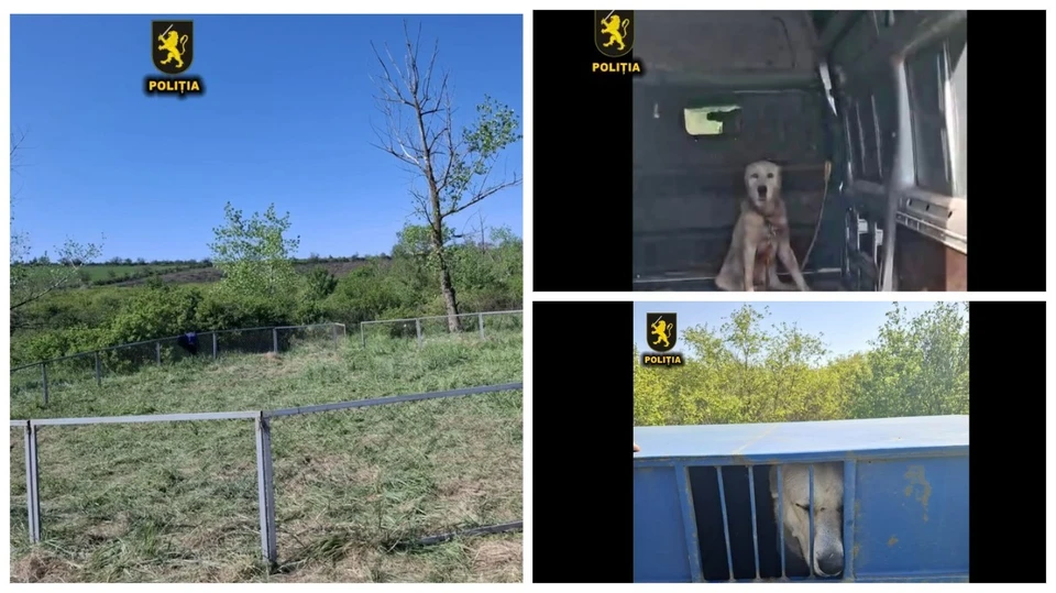 Под Чимишлией полиция прервала жестокие собачьи бои. Фото:коллаж КП