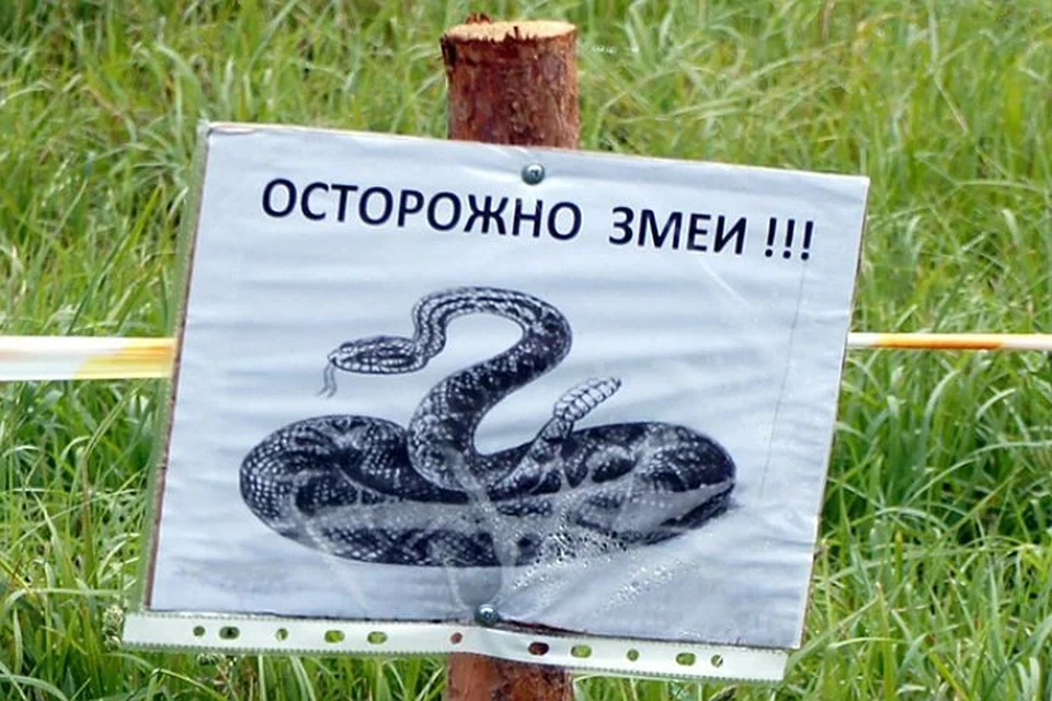 Депутат Бурматов: В Москве начали массово расползаться подаренные змеи