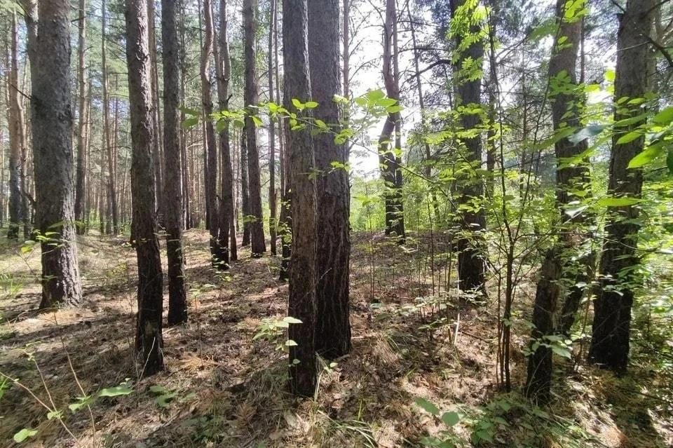 У городского бора статус особо охраняемой территории