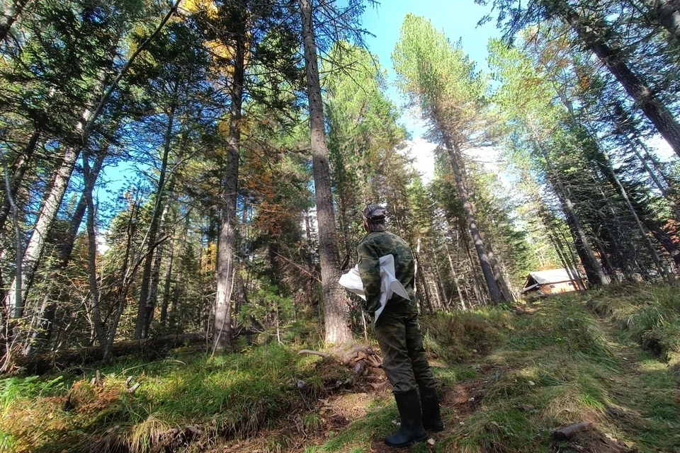 Новосибирцам рассказали, что делать, если потерялись в лесу.