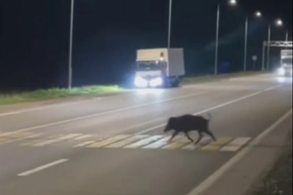 Кадр видео: Владимир Севастьянов