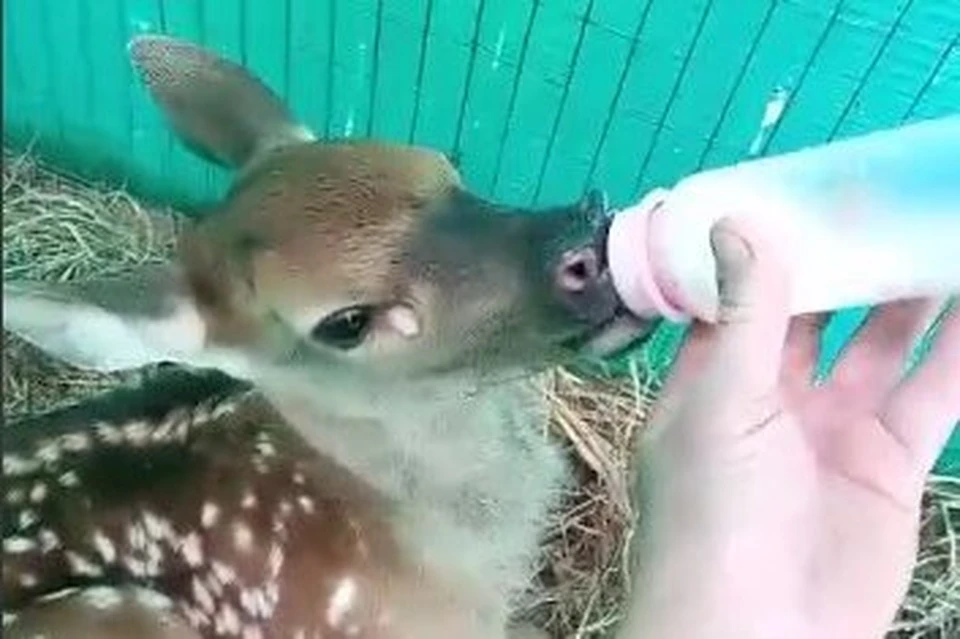 Сейчас изюбр привыкает к новой для себя пище. Фото: скриншот видео центра «Тигр»