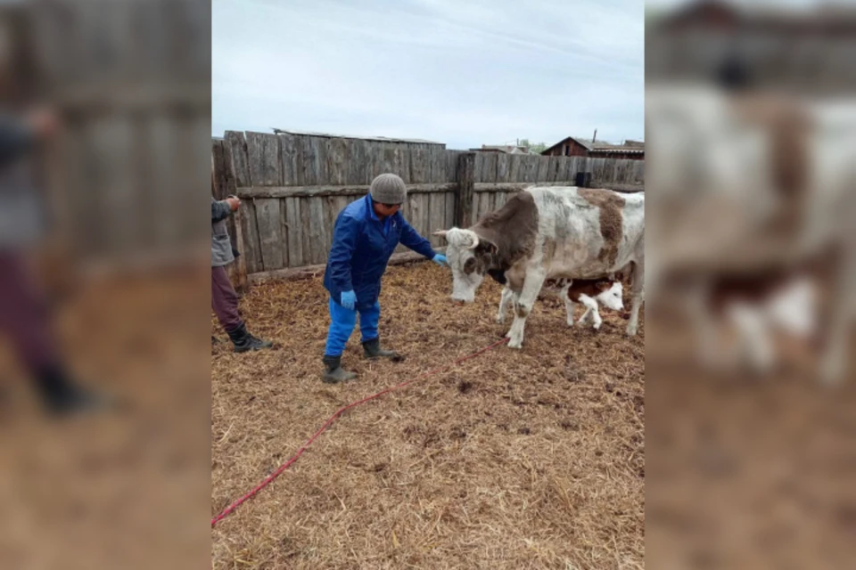 В Нукутском районе спасли корову, которая отелилась в карстовой воронке. Фото: Ассоциация ветеринария Иркутской области.