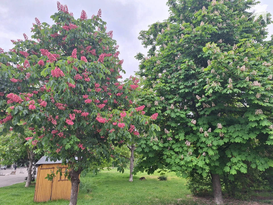 В пятницу можно отправляться на прогулку в парк. Фото: "КП"